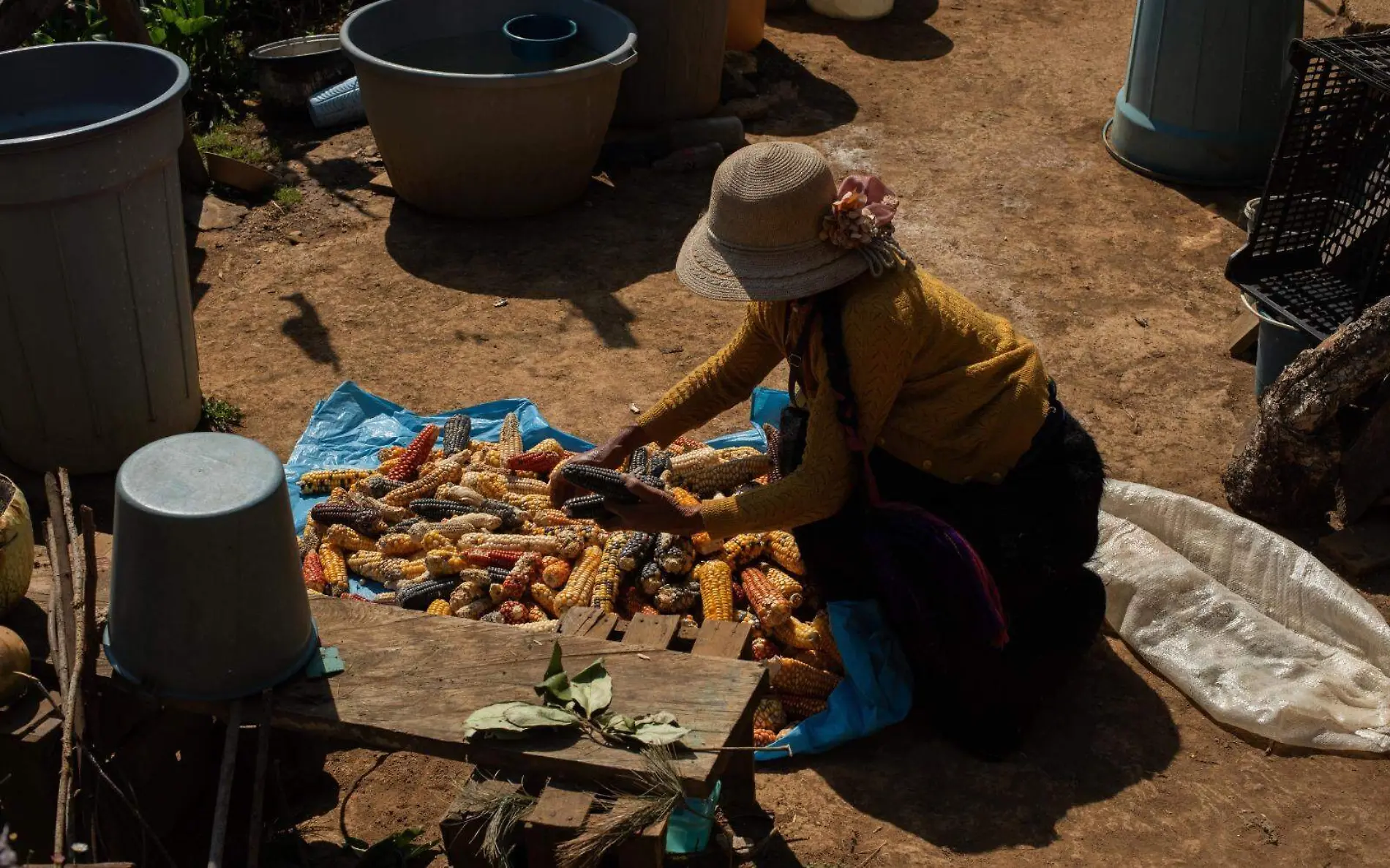 Mujer limpiando maíz